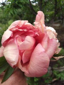 IMG_20200617_144136.jpg