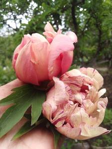 IMG_20200617_144201.jpg