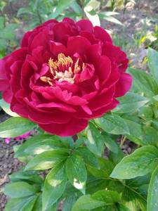 IMG_20200618_092612_2.jpg