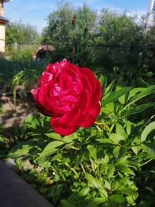 IMG_20200620_072536.jpg