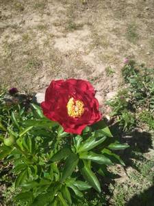IMG_20200621_130931.jpg