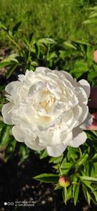 IMG_20200621_180956.jpg