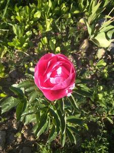 IMG_20200621_194945.jpg