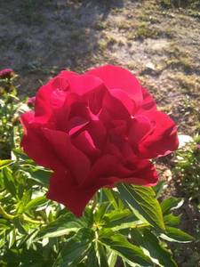 IMG_20200621_194958.jpg