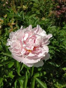 IMG_20200623_115402.thumb.jpg.f51a299ce89555940d1068bfdf8af749.jpg