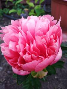 IMG_20200623_203500.jpg