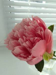 IMG_20200624_175801.jpg