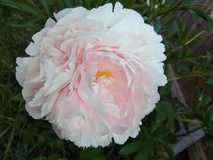 IMG_20200626_193624.jpg
