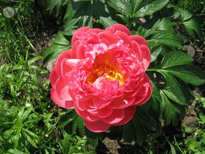 IMG_5694.thumb.JPG.3bbb8f6665d02b55d50753187b3aaf25.JPG