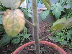 IMG_5720.thumb.JPG.2a6841d0f442ff03a94aa6dba6c42e64.JPG