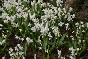 Scilla_sibirca_Alba-2.jpg