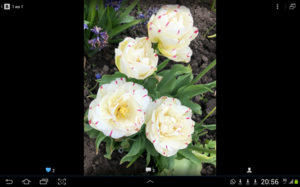 Screenshot_2020-05-31-20-56-11.png