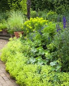 alchemilla-mollis-aconitums-and-euphorbia-in-mrs-winthrops-garden-fa88a0-317x393.thumb.jpg.53e5ad465ad342ec341391a5b06f9287.jpg