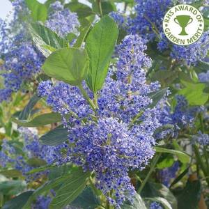 ceanothus-trewithan-blue-tree-p856-6780_image.thumb.jpg.262f88591f601af4acfabbbc9714bec9.jpg