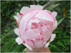 image.thumb.png.8dfeb88a895bf3adea3d954d263879f1.png