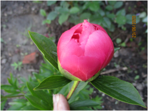 image.thumb.png.d18f6ff7c07ce5812dcf368501de4307.png
