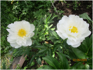 image.thumb.png.d49727733c50d0b725b1e34ef3d6033a.png