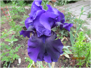 image.thumb.png.fe2f0a9de468b59f1a3f554e0c6d7a6f.png