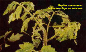 pervye-simptomy-deficita-bora-na-tomate.jpg