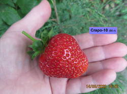 Клубника Crapo-10.JPG