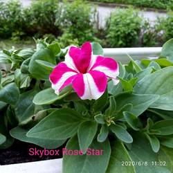 Петуния ампельная Skybox Rose Star