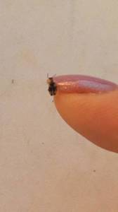 0_IMG-20200718-WA0008.thumb.jpeg.c1efb8f552978a4c0442251c4908d381.jpeg