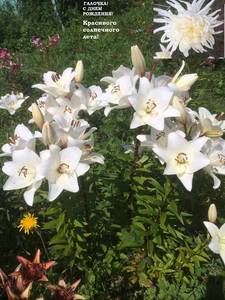 IMG_4164 - копия - копия.JPG