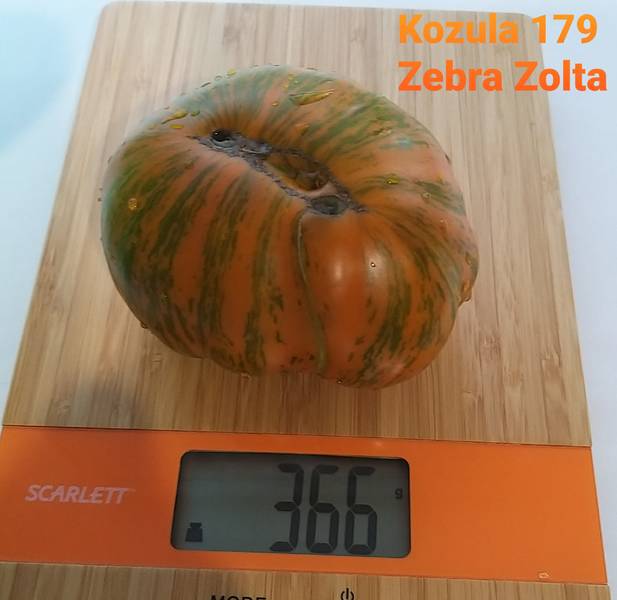 Kozula 179 Zebra Zolta - k — сорта томатов - tomat-pomidor.com - отзывы нафоруме