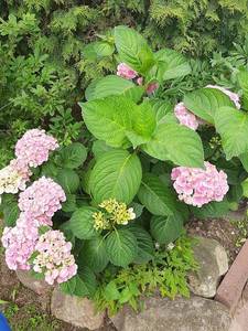 20200730_120647.jpg