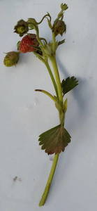 6.thumb.jpg.a5c513ff0ce38edd7b507e88e233cf37.jpg