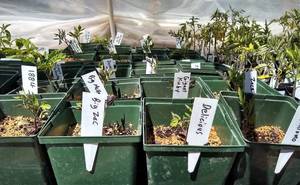 818790250_giant-tomato-seedlings_20200526_114054218_hdr-2(1).thumb.jpg.ac16097de488adce7754830363b74d49.jpg