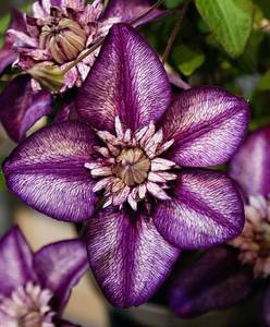 906f2c5c2f327476eee007e09d12b29b--clematis-ps.jpg