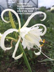 ИСМЕНА - копия.JPG