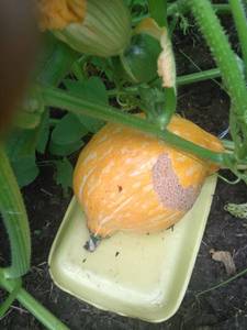 IMG-20200725-WA0014.jpg