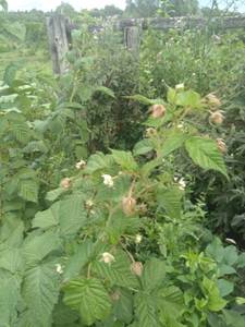 IMG-20200725-WA0017.jpg