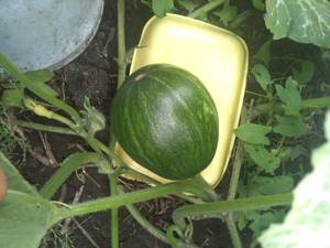 IMG-20200725-WA0020.jpg