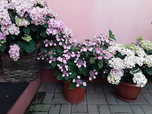 IMG_20200709_105609.jpg