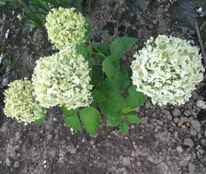 IMG_20200725_080012.jpg