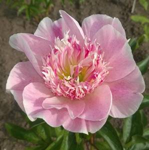 WP_20200704_041.jpg