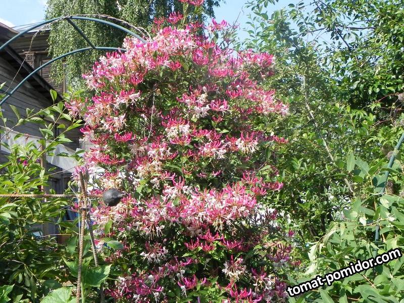 Жимолость вьющаяся Serotina.jpg