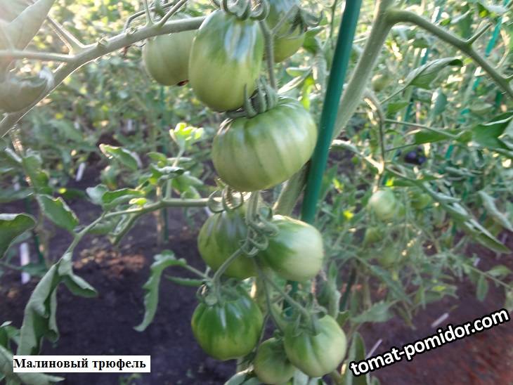 Малиновый трюфель 11.07.2020.jpgу.jpg