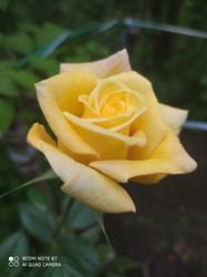 IMG_20200727_162049.jpg