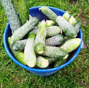 1.thumb.jpg.df7c2b9ef12d4d158d7875511c2dee48.jpg