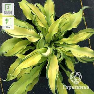 10-01-27-Hosta-Rippl-Efekt-(SM)-0.thumb.jpg.4e15294b35fb1d9c149bde2102479a47.jpg