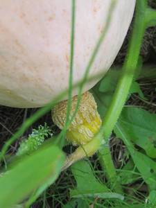 IMG_0832 — копия.JPG