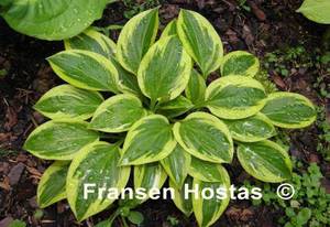Hosta Thumbelina-photo-made-by-Ela-Janoszuk-10.jpg