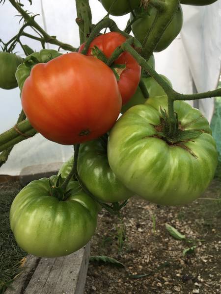 Куум - К — сорта томатов - tomat-pomidor.com - отзывы на форуме
