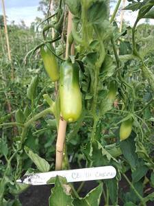 Алые свечи Сиб. сад 04.07.18.jpg_.jpg