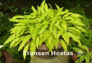 Hosta Dragon-Tails-photo-made-by-Almut-Habschied-14.jpg