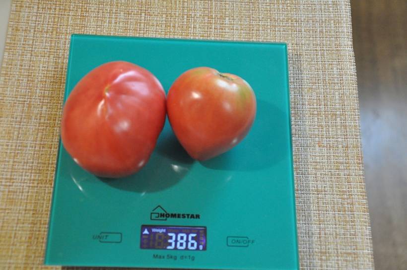 Славянин - С — сорта томатов - tomat-pomidor.com - отзывы на форуме
